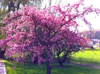 Cerisier japonais en fleurs