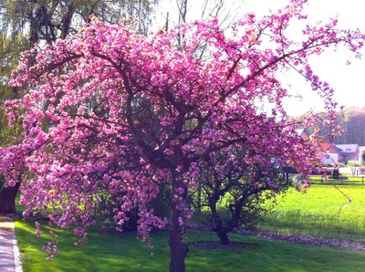 Cerisier japonais en fleurs