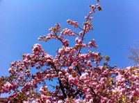 Ciel bleu et cerisier japonais