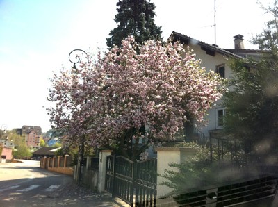 Magnifique magnolia dans le Dennach