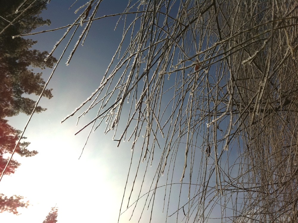 Givre sur un saule 