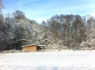 Le cheval a son abri à la lisière de la forêt 