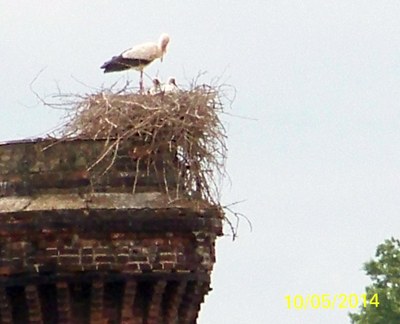2 cigogneaux
