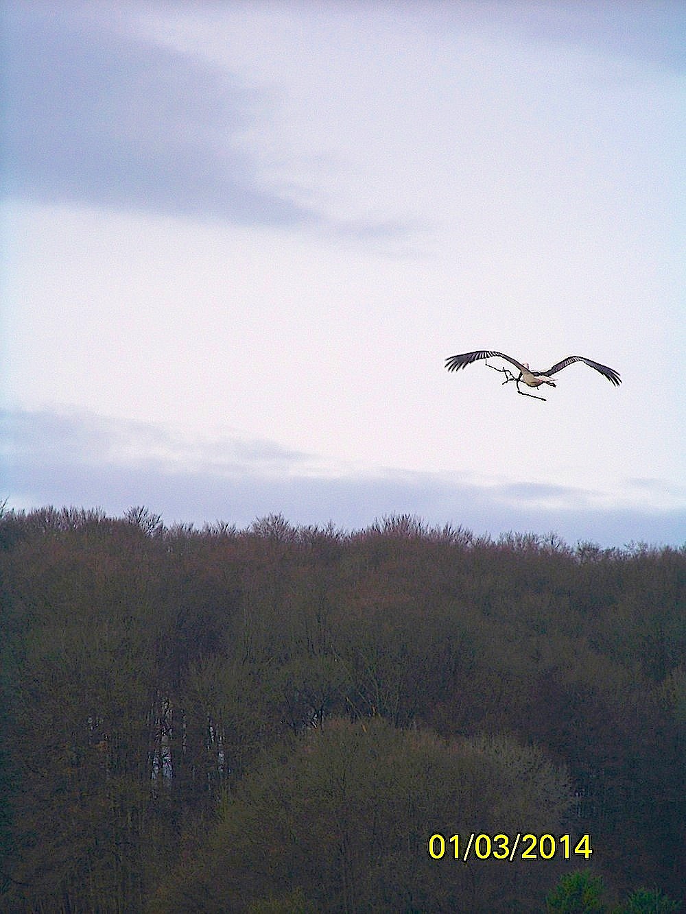 Cigogne en plein vol avec sa branche