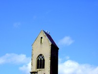 Cigognes sur le clocher à Waldighoffen