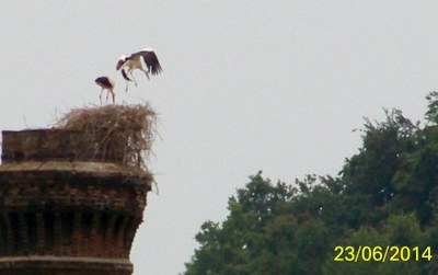 Atterrissage cigogne 23 juin 14