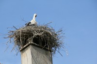 Cigogne dans son nid