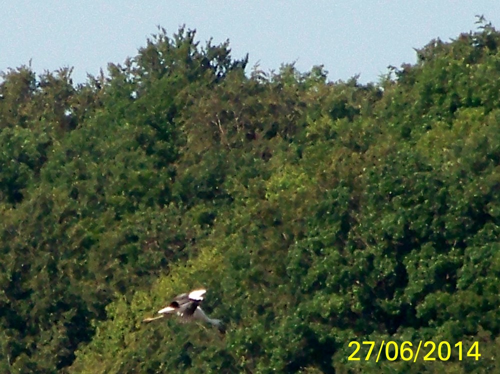Cigogne en vol 27 juin 14