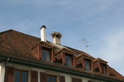 Cigogne sur le toit