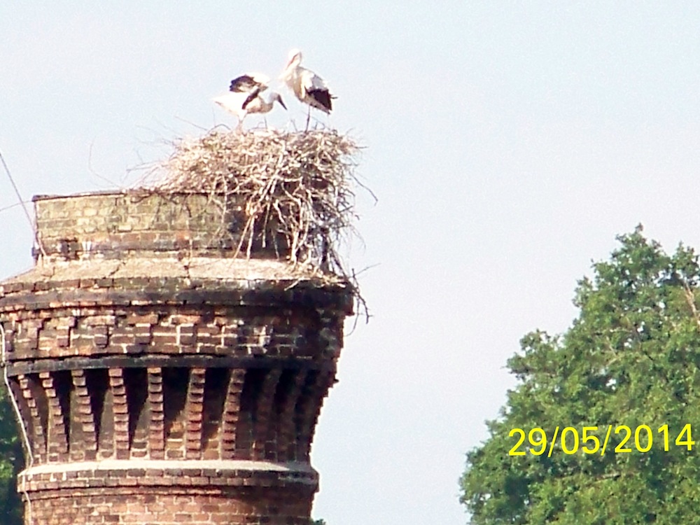 Cigogneau teste ses ailes