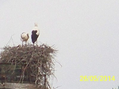 Cigogneaux au bord du nid