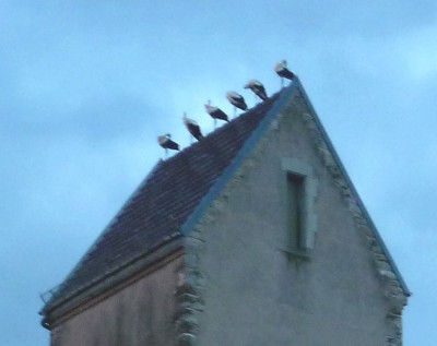 6 cigognes sur le toit de l&rsquo;église - zoom de Waldighoffen