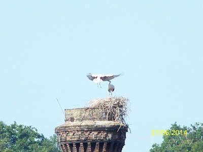 Cigognes vol nid 27 juin 14