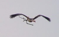 Gros plan sur une cigogne en vol