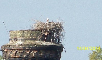 Mme cigogne reste bien dans son nid