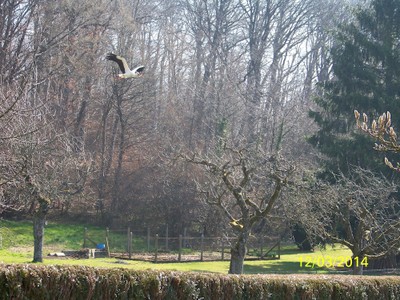 Une brindille dans le bec