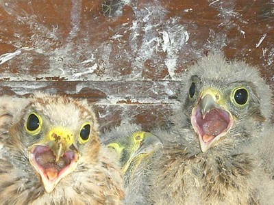 2 bébés faucon crécerelle le bec ouvert à Waldighoffen - le 26/06/2011