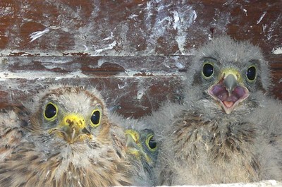 3 bébés faucon crécerelle à Waldighoffen - le 26/06/2011