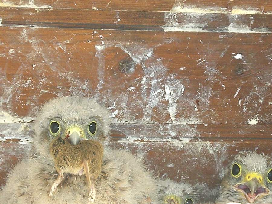 3 bébés faucon crécerelle dont un mangeant une souris à Waldighoffen - le 26/06/2011