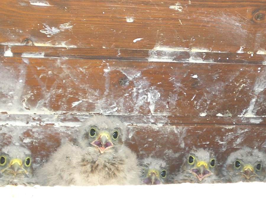 5 bébés faucon crécerelle à Waldighoffen - le 26/06/2011 