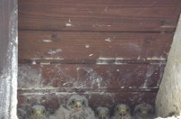 Les 5 bébés faucons crécerelle alignés sous un toit à Waldighoffen - le 26/06/2011