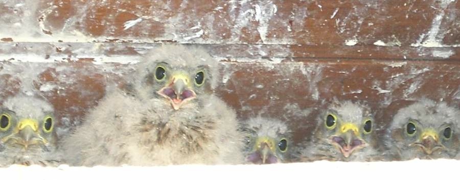 Bébés faucon crécerelle en bandeau à Waldighoffen - le 26/06/2011