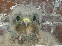 Bébé faucon crécerelle avec une souris dans le bec - le 26/06/2011