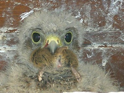 Bébé faucon crécerelle avec une souris dans le bec - le 26/06/2011