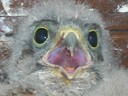 Gros plan d'un bébé faucon crécerelle à Waldighoffen - le 26/06/2011